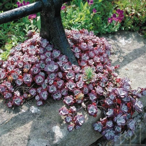 Rozchodnik łopatkowaty ‘Purpureum’ (Sedum spathulifolium)