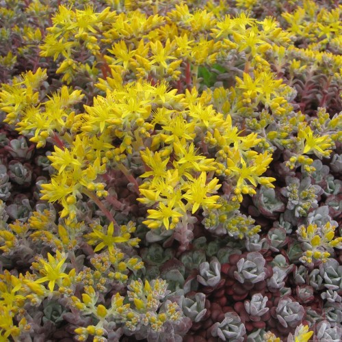 Rozchodnik łopatkowaty ‘Purpureum’ (Sedum spathulifolium)