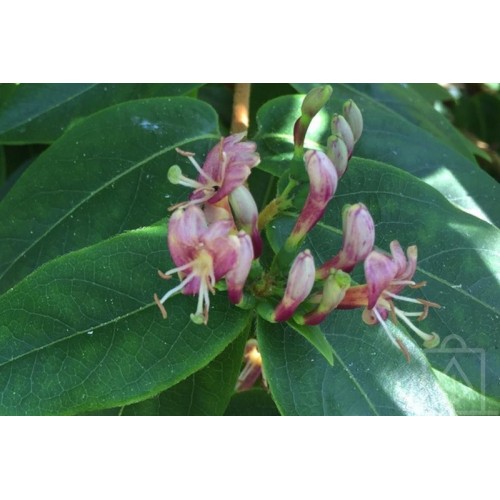 Wiciokrzew Henry’ego (Lonicera henryi)