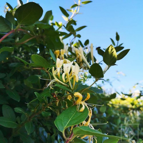 Wiciokrzew zaostrzony (Lonicera acuminata)