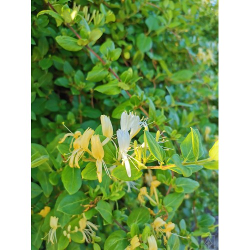 Wiciokrzew zaostrzony (Lonicera acuminata)