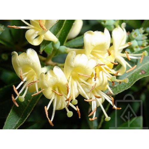 Wiciokrzew zaostrzony (Lonicera acuminata)