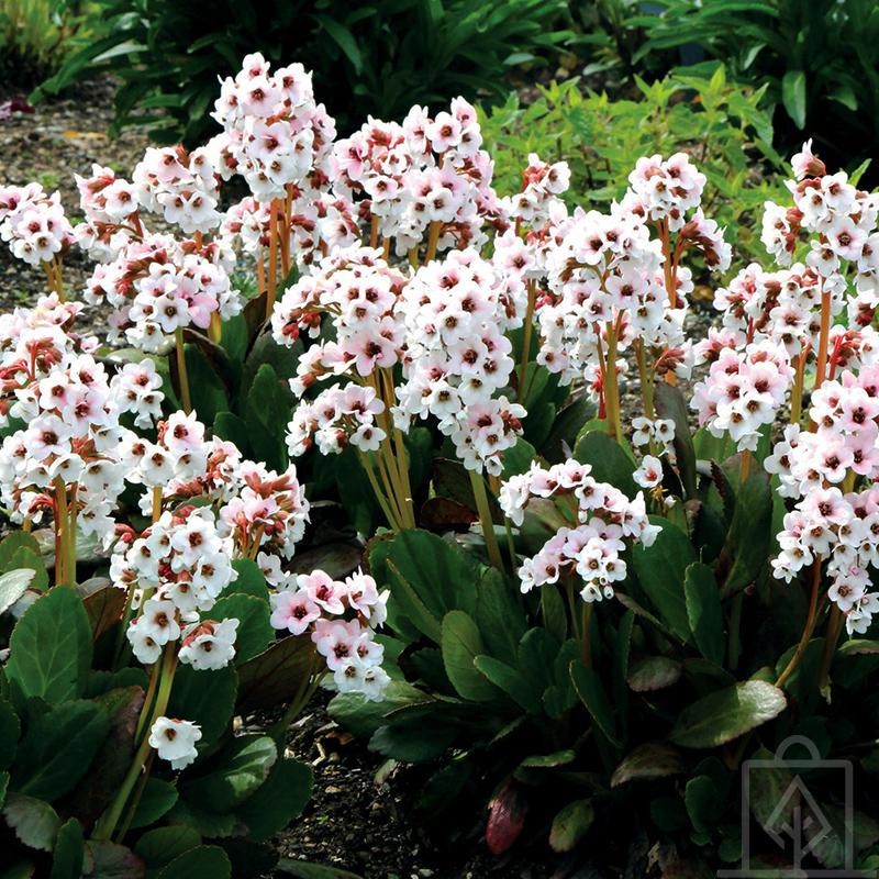 Bergenia sercolistna ‘Dragonfly Angel Kiss’