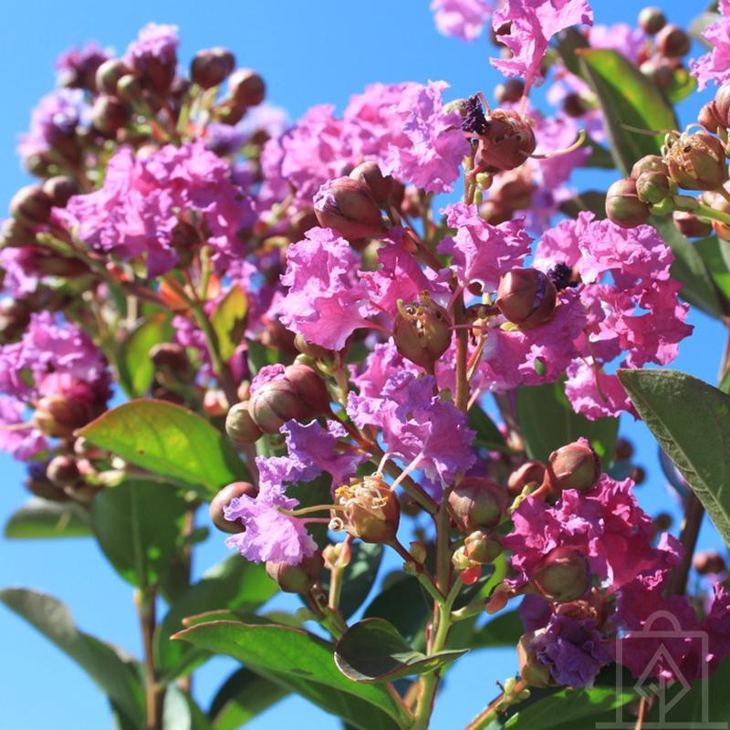 Lagerstremia indyjska ‘Violet Filli’