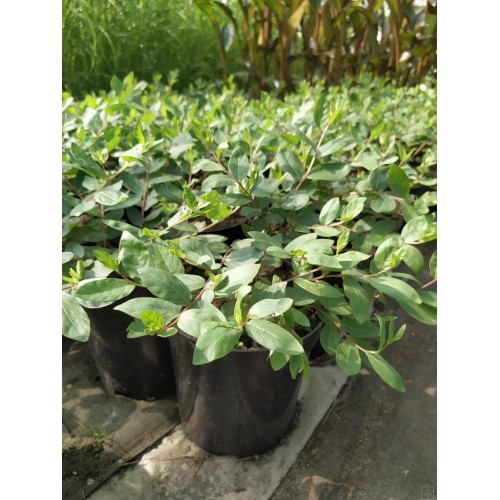 Lagerstremia indyjska ‘Violet Filli’ (Lagerstroemia...