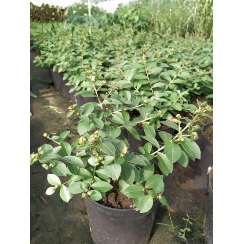 Lagerstremia indyjska ‘Violet Filli’ (Lagerstroemia...