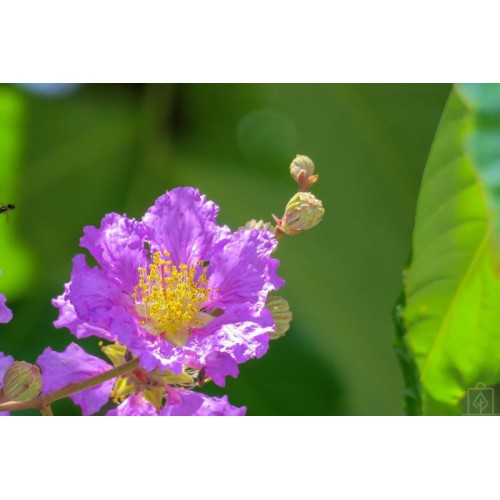 Lagerstremia indyjska ‘Violet Filli’ (Lagerstroemia...