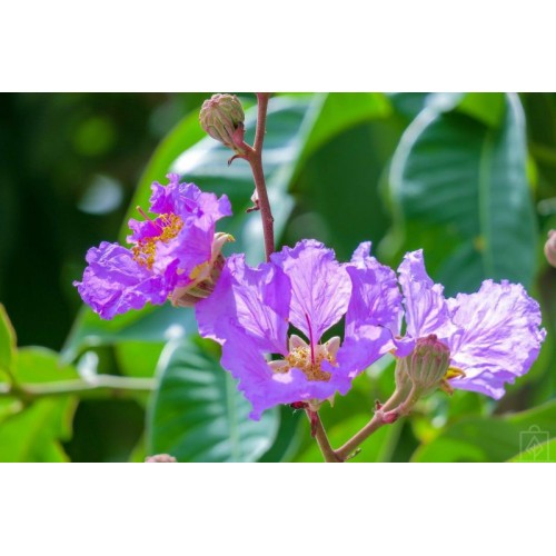 Lagerstremia indyjska ‘Violet Filli’ (Lagerstroemia...