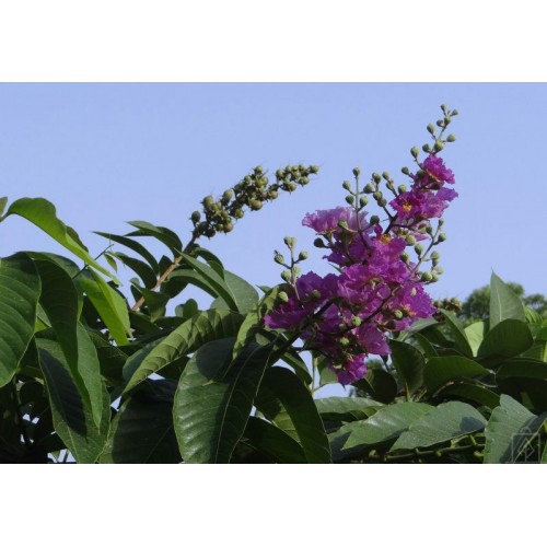 Lagerstremia indyjska ‘Violet Filli’ (Lagerstroemia...