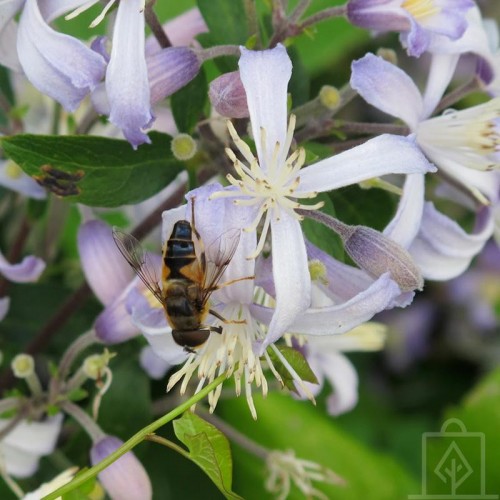 Powojnik pośredni ‘Praecox’ (Clematis ×jouiniana...