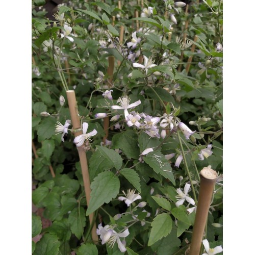 Powojnik pośredni ‘Praecox’ (Clematis ×jouiniana...