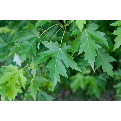 Klon srebrzysty (Acer saccharinum)