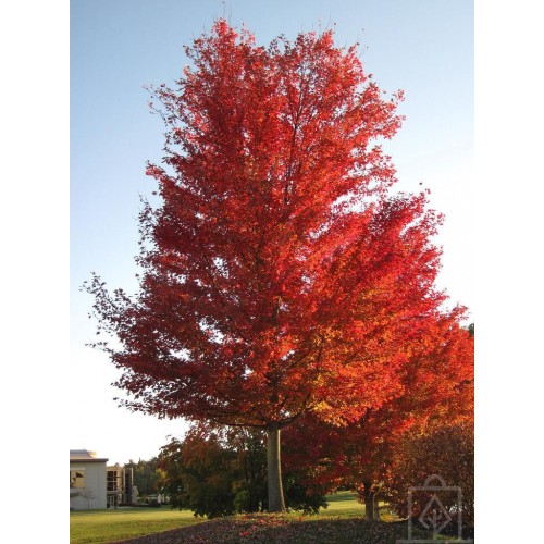 Klon srebrzysty (Acer saccharinum)