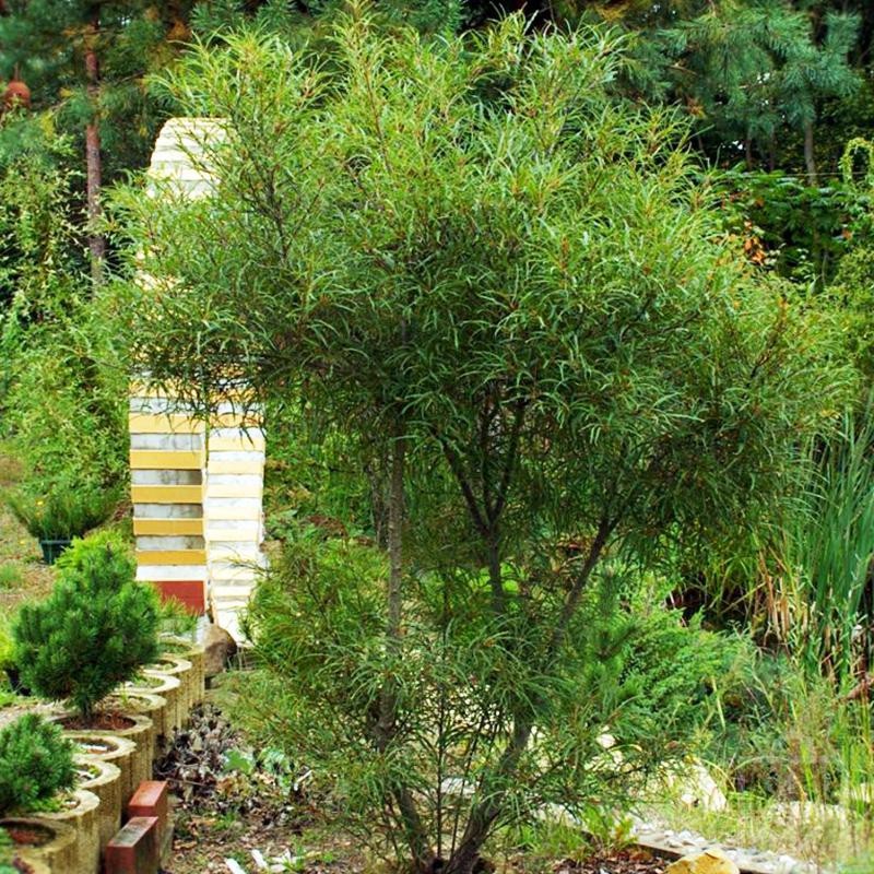 Kruszyna pospolita ‘Asplenifolia’