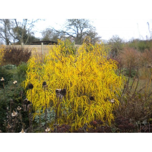 Kruszyna pospolita ‘Asplenifolia’