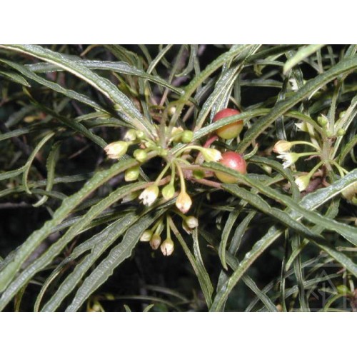 Kruszyna pospolita ‘Asplenifolia’