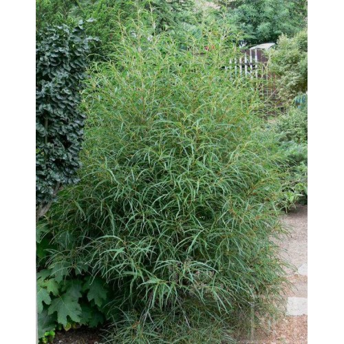 Kruszyna pospolita ‘Asplenifolia’