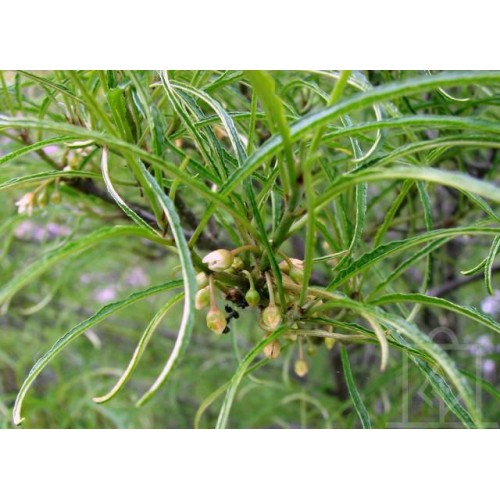 Kruszyna pospolita ‘Asplenifolia’