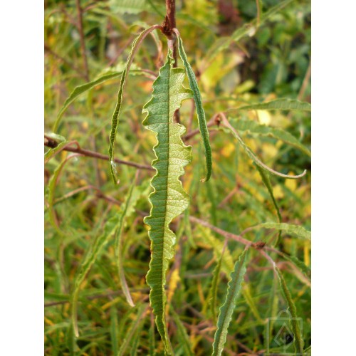 Kruszyna pospolita ‘Asplenifolia’