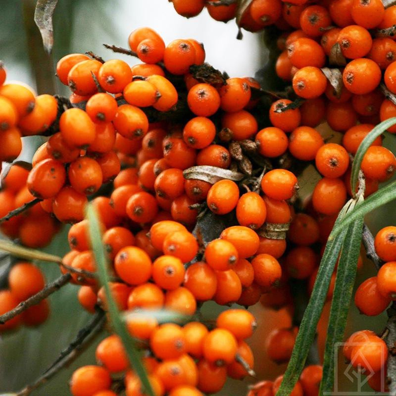 Rokitnik samopylny ‘Friesdorfer Orange’