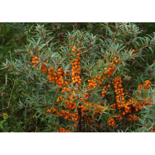 Rokitnik samopylny ‘Friesdorfer Orange’