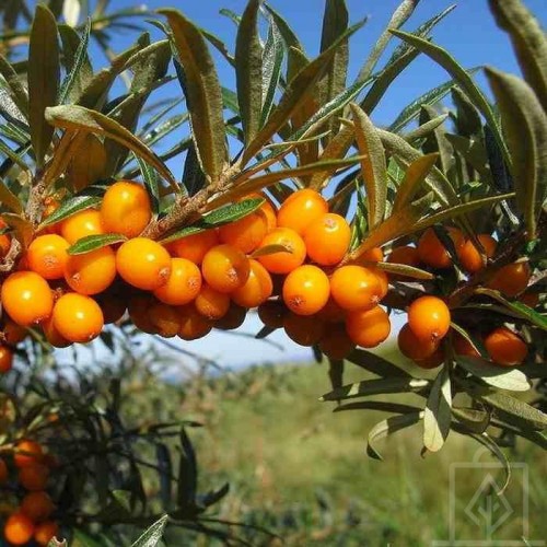 Rokitnik samopylny ‘Friesdorfer Orange’