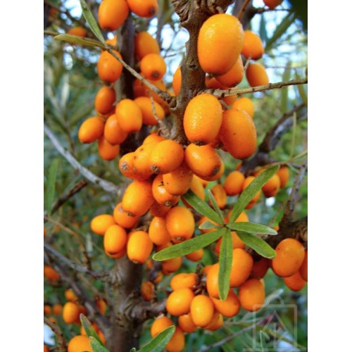 Rokitnik samopylny ‘Friesdorfer Orange’