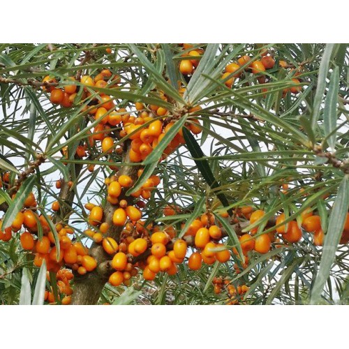 Rokitnik samopylny ‘Friesdorfer Orange’