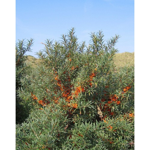Rokitnik samopylny ‘Friesdorfer Orange’