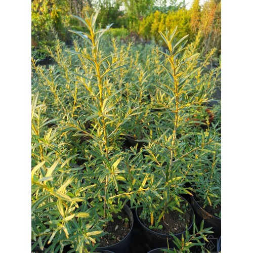 Rokitnik samopylny ‘Friesdorfer Orange’
