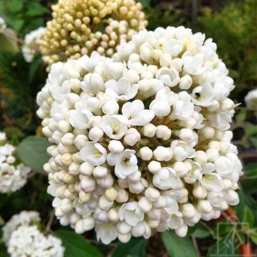Kalina angielska (Viburnum ×carlcephalum)