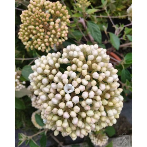 Kalina angielska (Viburnum ×carlcephalum)