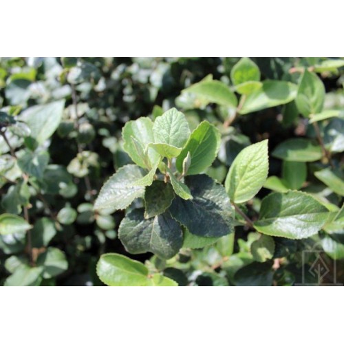 Kalina angielska (Viburnum ×carlcephalum)