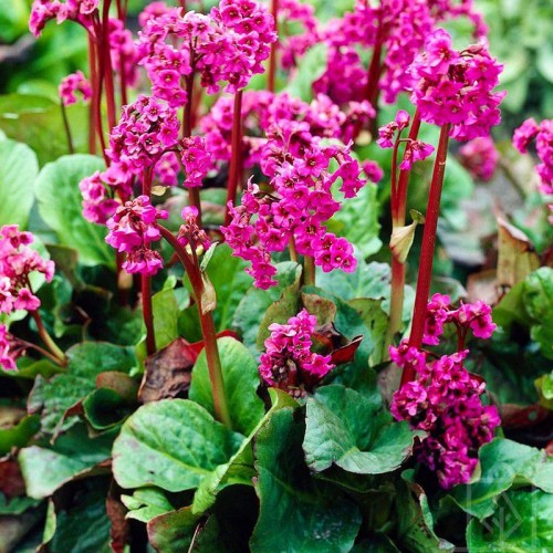 Bergenia sercolistna ‘Rose’