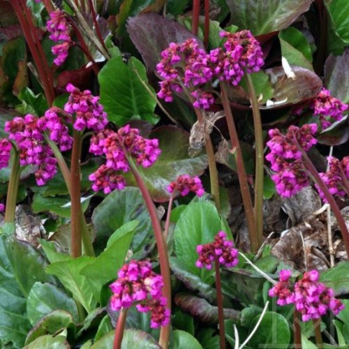 Bergenia sercolistna ‘Rose’