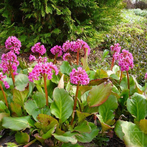 Bergenia sercolistna ‘Rose’