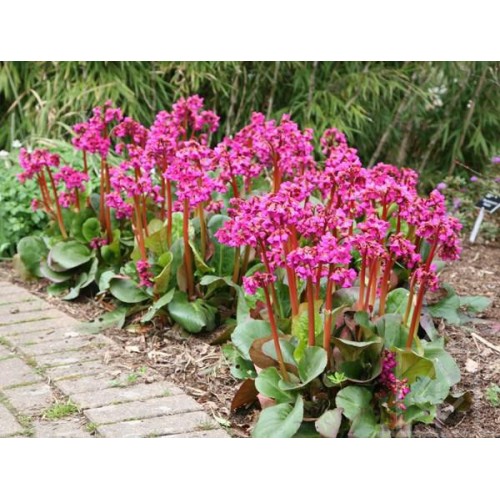 Bergenia sercolistna ‘Rose’