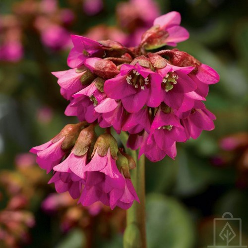 Bergenia sercolistna ‘Rose’