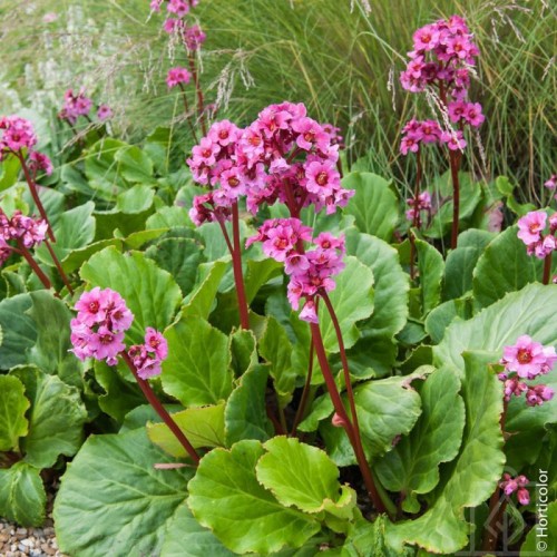 Bergenia sercolistna ‘Rose’