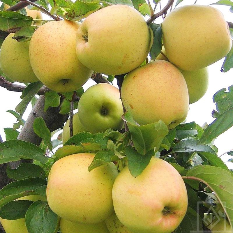 Jabłoń ‘Golden Delicious’