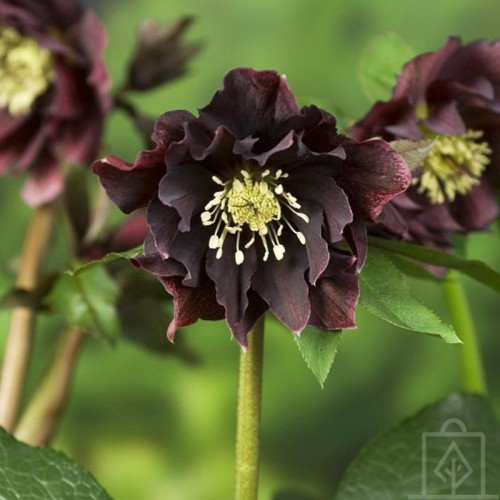 Ciemiernik orientalny ‘Double Ellen Purple’