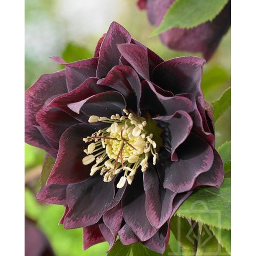 Ciemiernik orientalny ‘Double Ellen Purple’