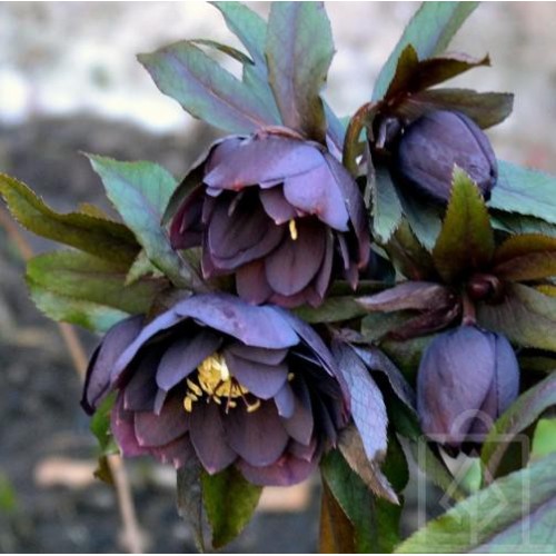 Ciemiernik orientalny ‘Double Ellen Purple’