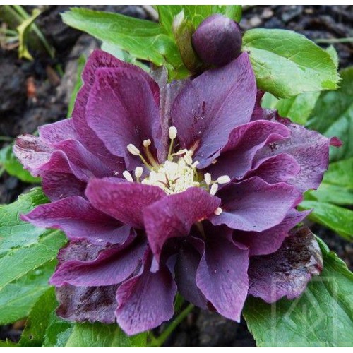 Ciemiernik orientalny ‘Double Ellen Purple’