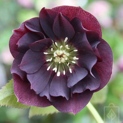 Ciemiernik orientalny ‘Double Ellen Purple’