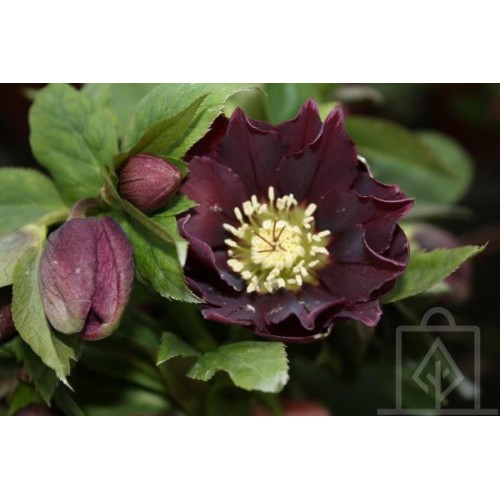 Ciemiernik orientalny ‘Double Ellen Purple’