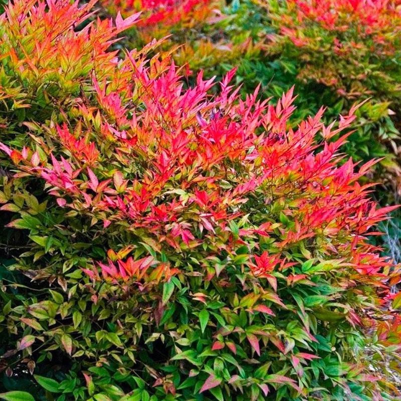 Nandina domowa