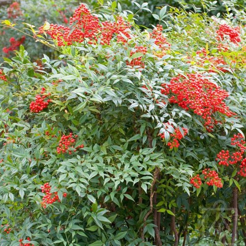 Nandina domowa