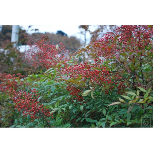 Nandina domowa