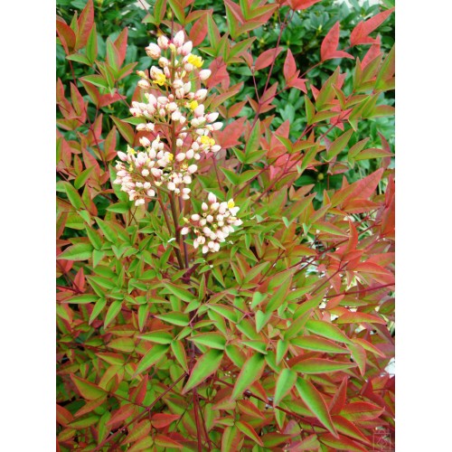 Nandina domowa